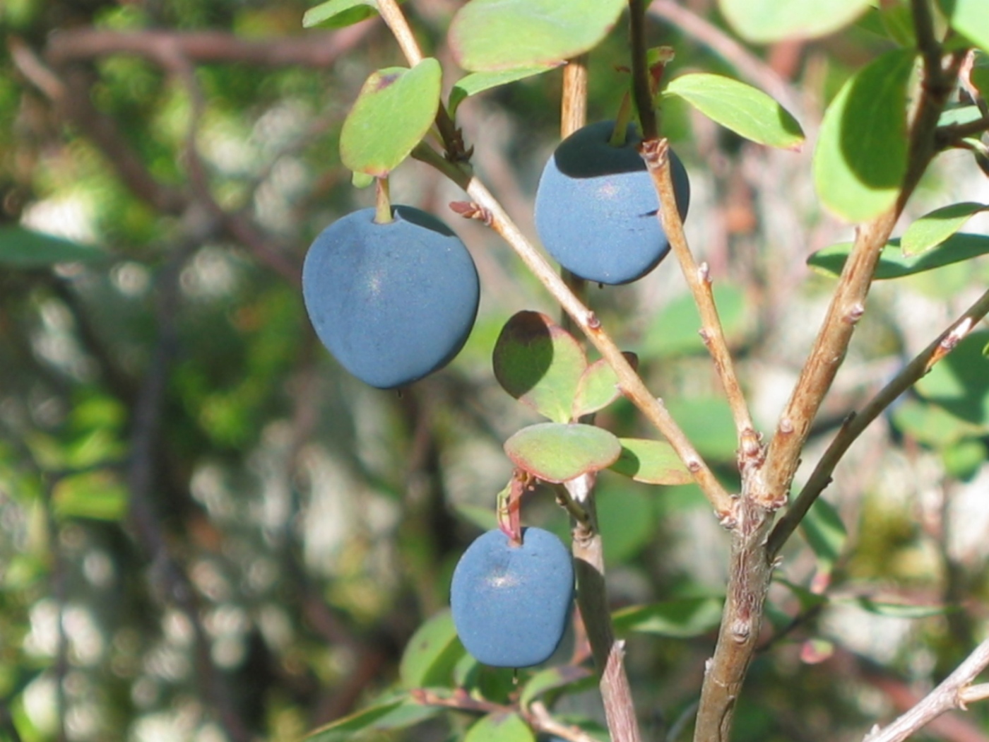 Blueberry