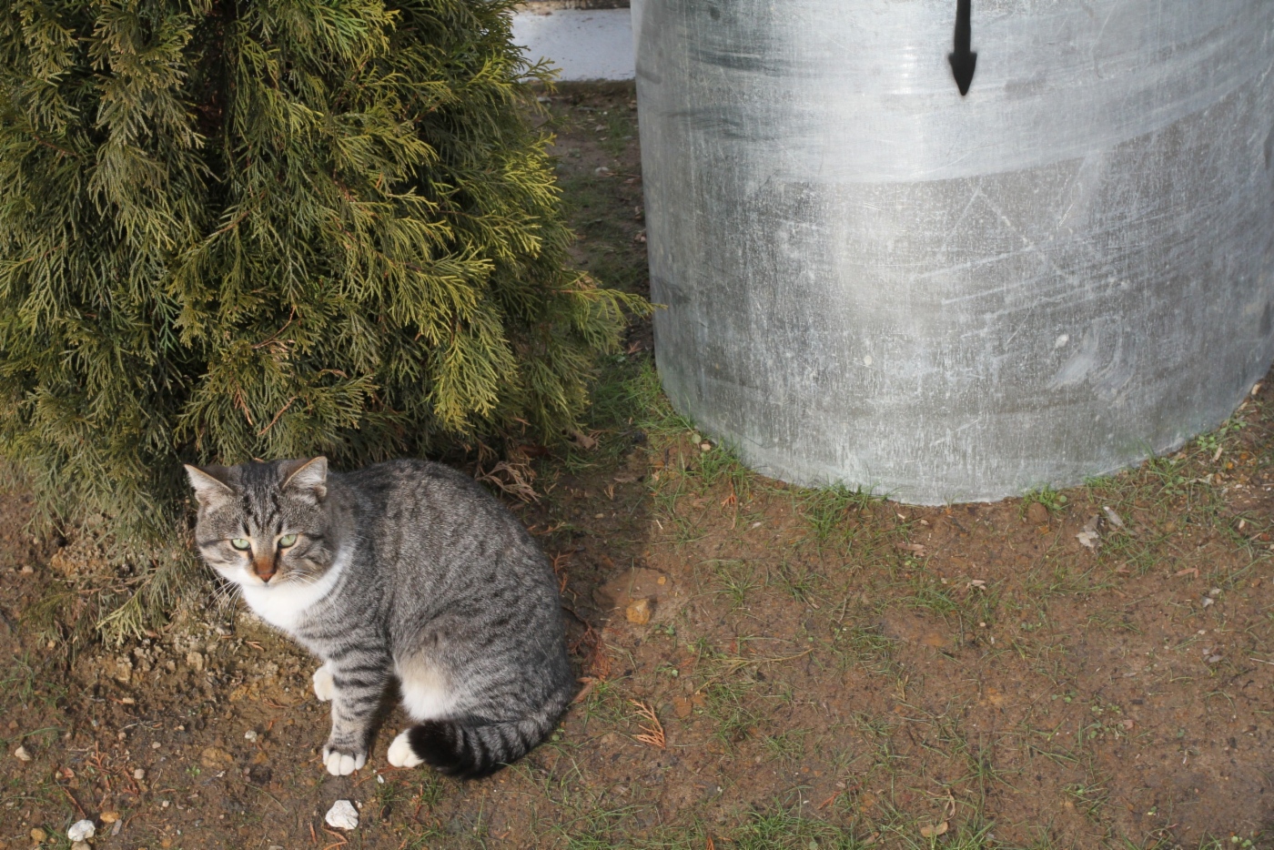 Adler cat