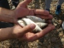 Fingerlings grown at Anyuysk fish hatchery and brought from Khabarovsk Territory
